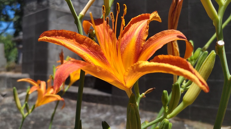 ワスレグサの花 横浜市旭区今宿南町