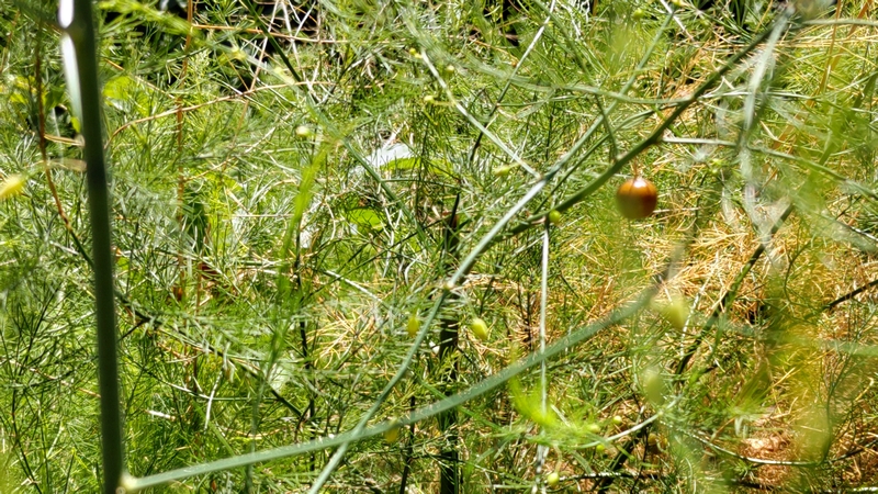 オオミドリボウキの果実 横浜市旭区今宿南町