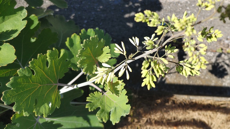 タケニグサの蕾 横浜市旭区今宿南町