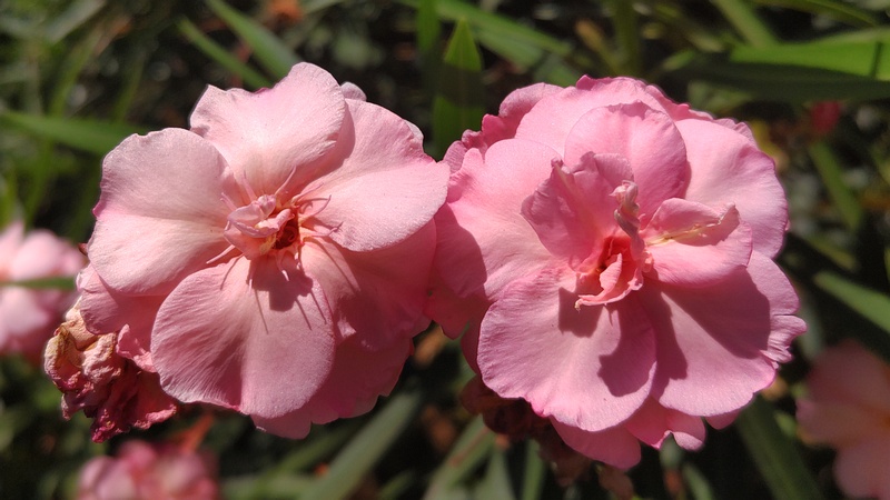 キョウチクトウの花 横浜市旭区今宿南町