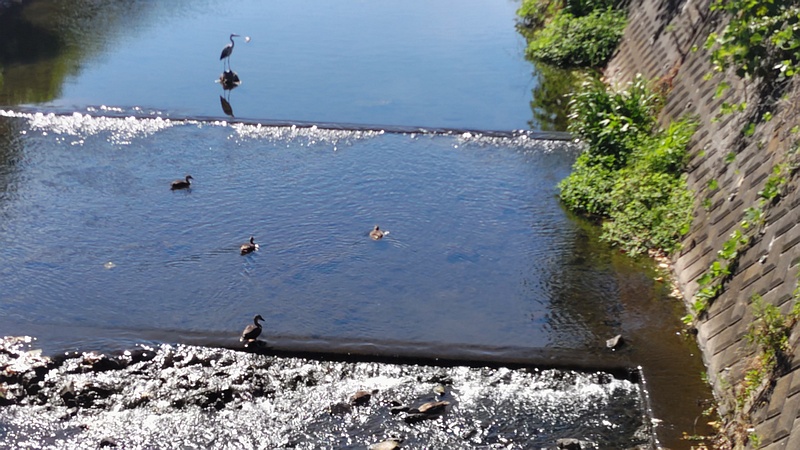 アオサギとカルガモ 横浜市旭区鶴ヶ峰本町