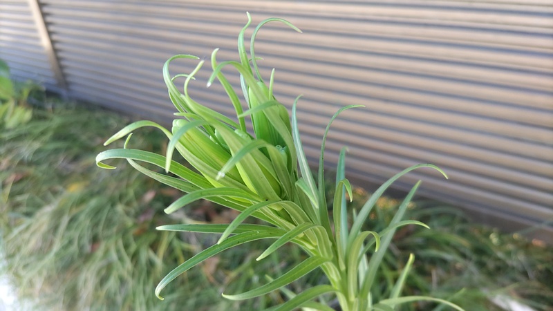 タカサゴユリの蕾