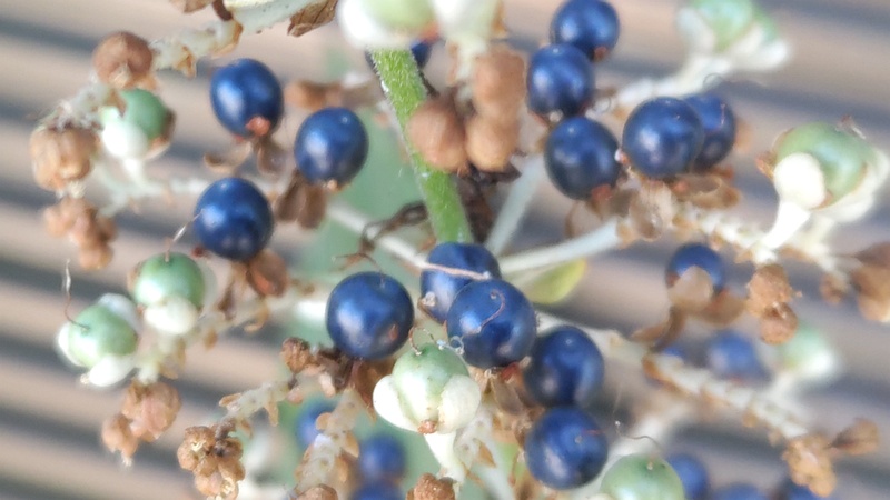 ヤブミョウガの果実 横浜市旭区今川町