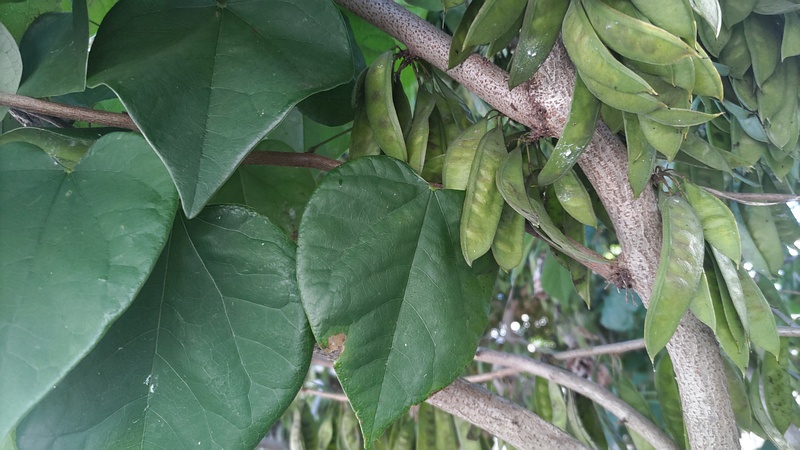 ハナズオウの果実 横浜市旭区今川町