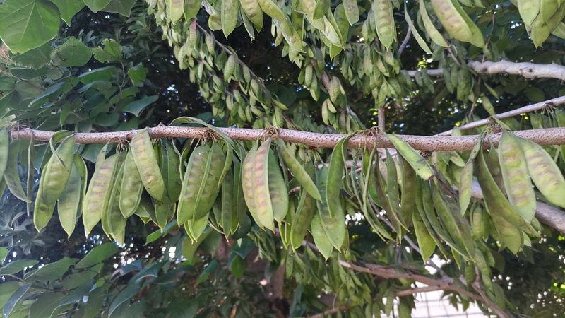 ハナズオウの果実 横浜市旭区今川町