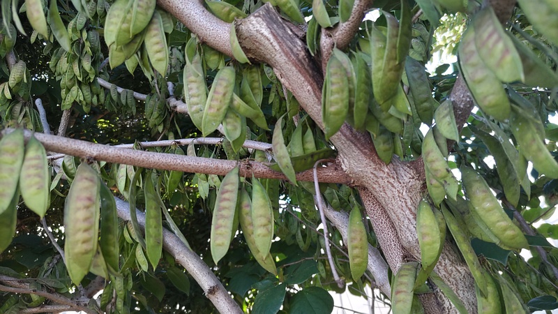 ハナズオウの果実 横浜市旭区今川町
