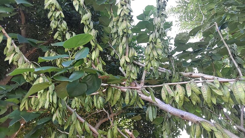ハナズオウの果実 横浜市旭区今川町