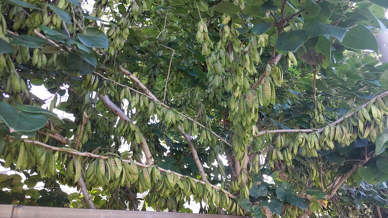 ハナズオウの果実 横浜市旭区今川町