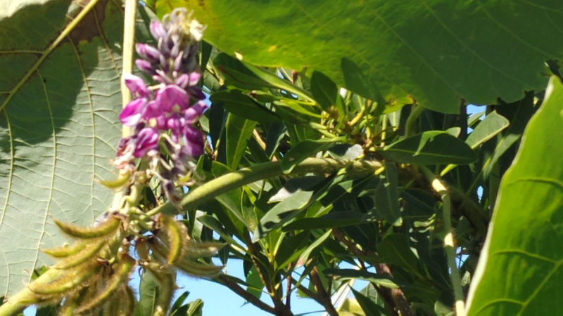 クズの花 横浜市旭区今川町