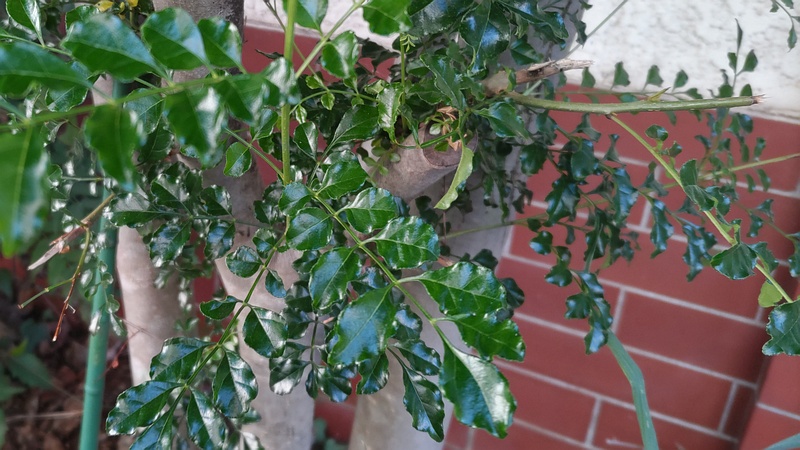 シマトネリコ 横浜市旭区中希望が丘