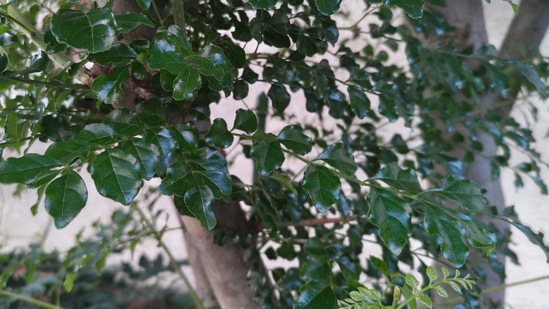 シマトネリコ 横浜市旭区中希望が丘