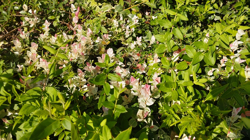 ハツユキカズラ 川崎市幸区
