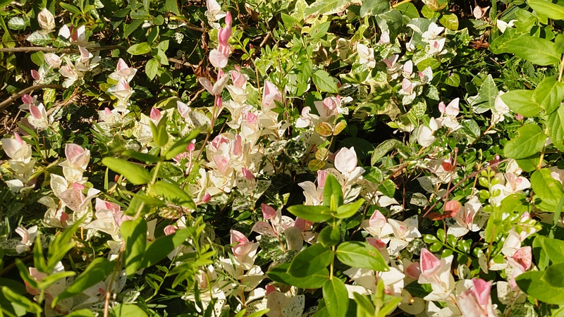 ハツユキカズラ 川崎市幸区