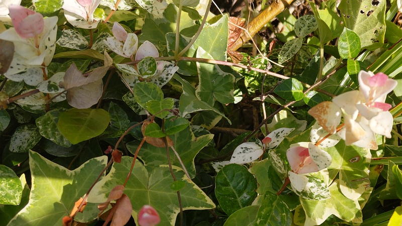 ハツユキカズラ 川崎市幸区