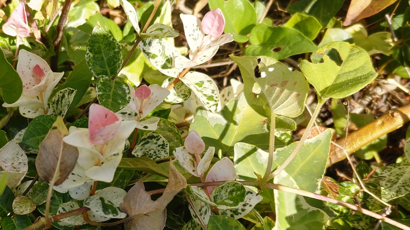 ハツユキカズラ 川崎市幸区