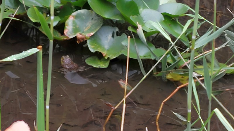 スイレンとウシガエル 川崎市幸区さいわいふるさと公園