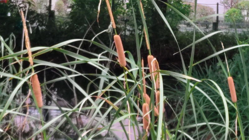 ヒメガマ 川崎市幸区さいわいふるさと公園