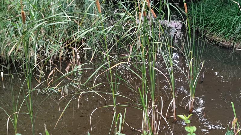 ヒメガマ 川崎市幸区さいわいふるさと公園