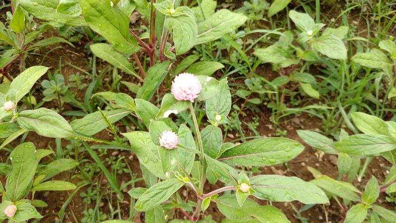センニチコウの花 川崎市幸区さいわいふるさと公園
