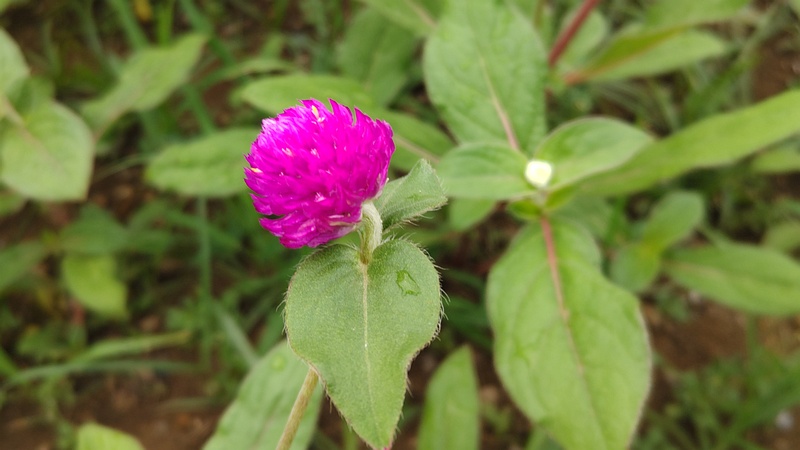 センニチコウの花 川崎市幸区さいわいふるさと公園