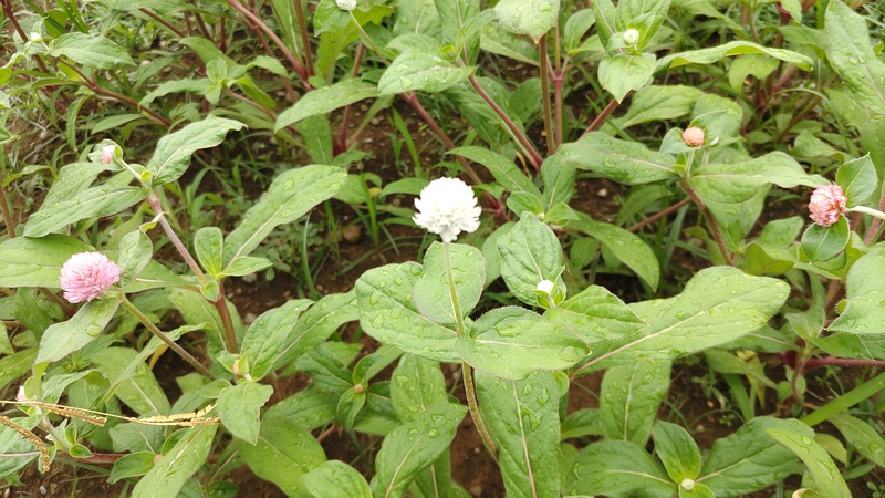 センニチコウの花 川崎市幸区さいわいふるさと公園