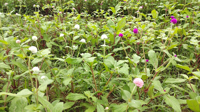 センニチコウの花 川崎市幸区さいわいふるさと公園