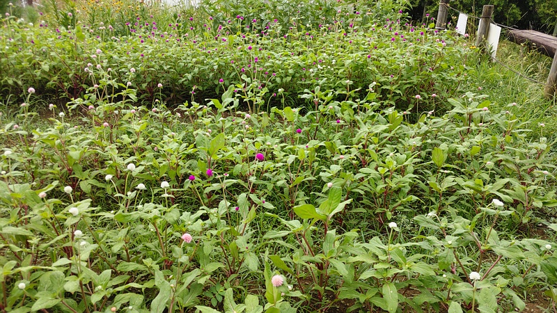 センニチコウの花 川崎市幸区さいわいふるさと公園