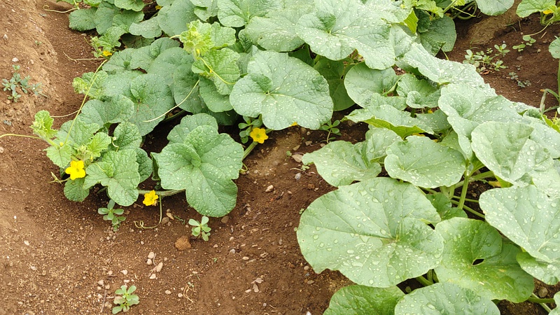 メロンの花 川崎市幸区さいわいふるさと公園