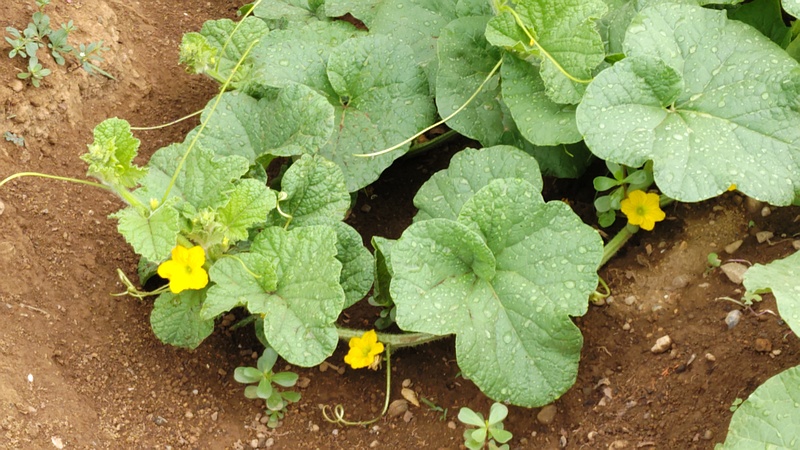 メロンの花 川崎市幸区さいわいふるさと公園