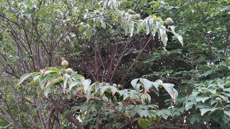 ヤマボウシの若い果実 川崎市幸区さいわいふるさと公園