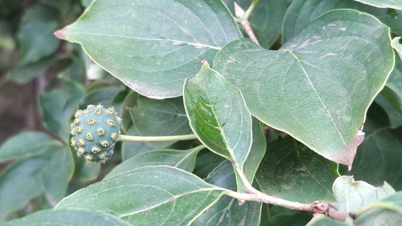 ヤマボウシの若い果実 川崎市幸区さいわいふるさと公園