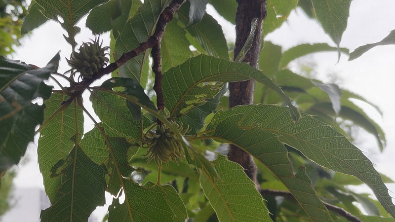クヌギの若い果実 川崎市幸区さいわいふるさと公園