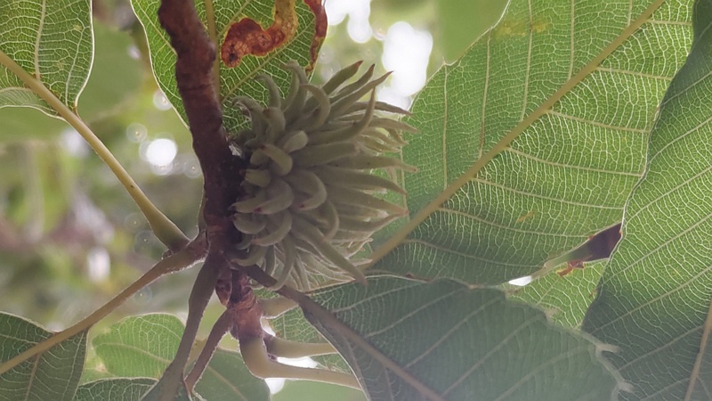 クヌギの若い果実 川崎市幸区さいわいふるさと公園