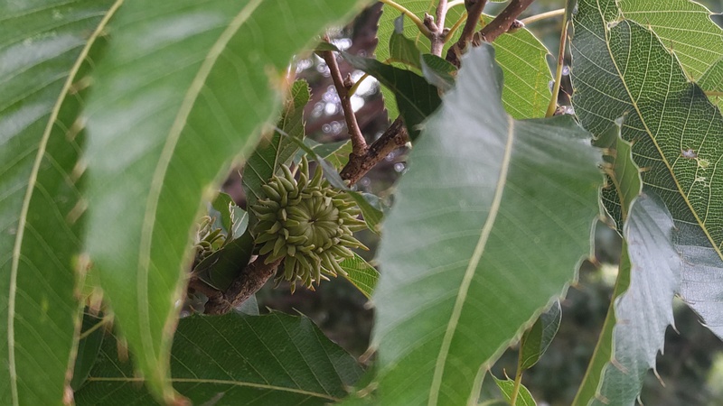クヌギの若い果実 川崎市幸区さいわいふるさと公園