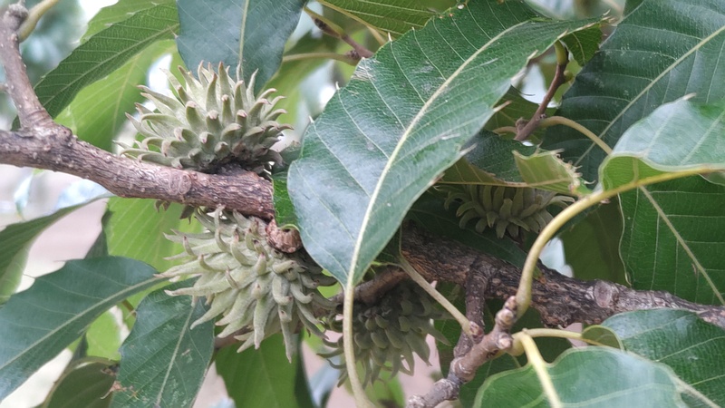 クヌギの若い果実 川崎市幸区さいわいふるさと公園