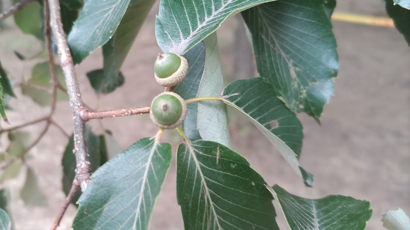 コナラの若い果実 川崎市幸区さいわいふるさと公園