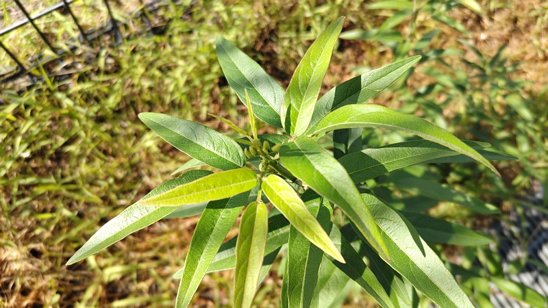 アレチヌスビトハギ 川崎市幸区さいわいふるさと公園