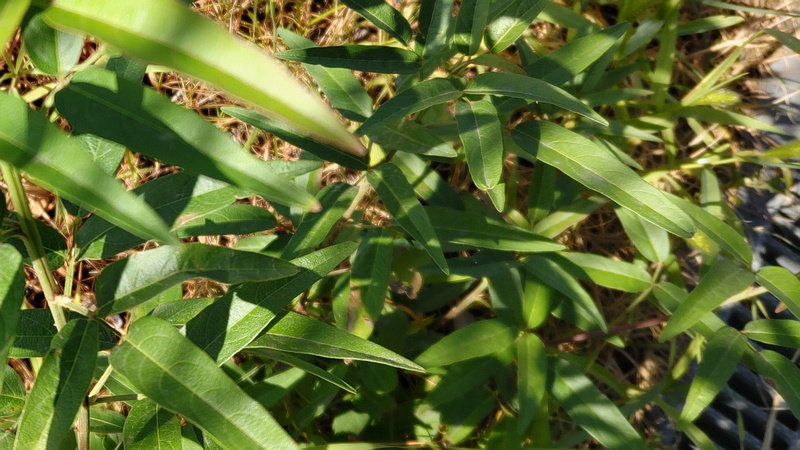 アレチヌスビトハギ 川崎市幸区さいわいふるさと公園