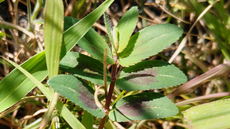 オオニシキソウ 川崎市幸区さいわいふるさと公園