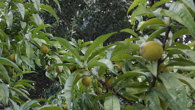 ハナモモの果実 川崎市幸区さいわいふるさと公園