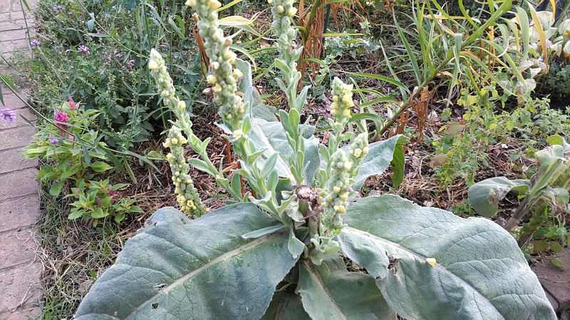 ビロードモウズイカの蕾 川崎市幸区さいわいふるさと公園