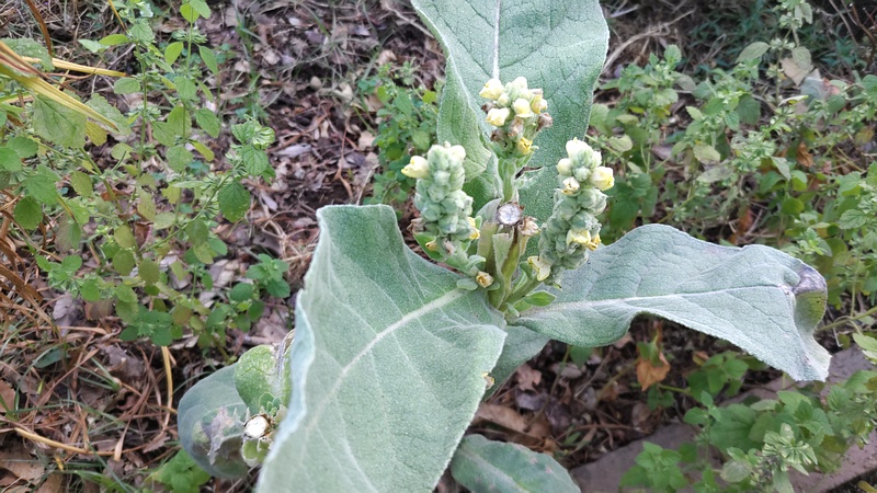 ビロードモウズイカの蕾 川崎市幸区さいわいふるさと公園
