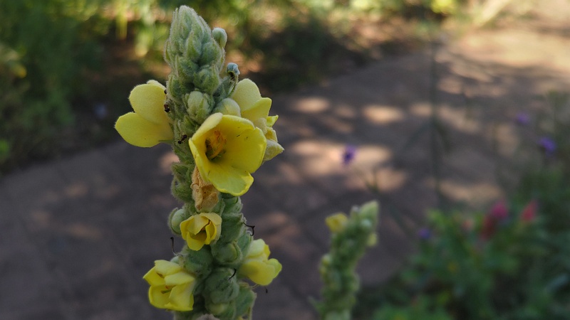 ビロードモウズイカの花 川崎市幸区さいわいふるさと公園