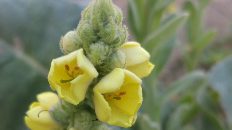 ビロードモウズイカの花 川崎市幸区さいわいふるさと公園