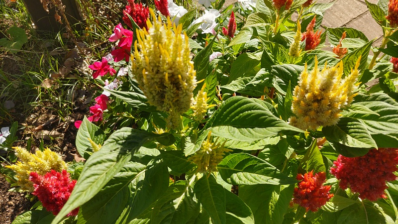 ケイトウの花 川崎市幸区さいわいふるさと公園