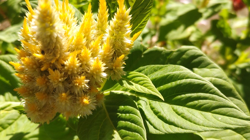 ケイトウの花 川崎市幸区さいわいふるさと公園