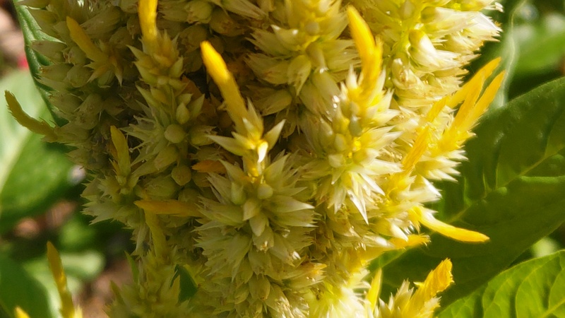 ケイトウの花 川崎市幸区さいわいふるさと公園