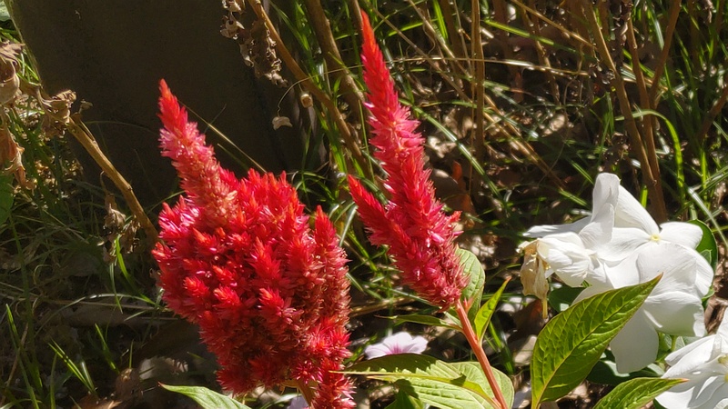 ケイトウの花 川崎市幸区さいわいふるさと公園