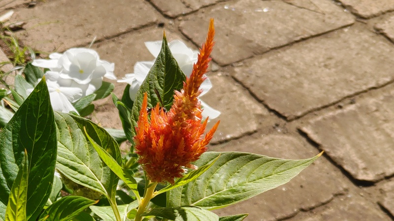 ケイトウの花 川崎市幸区さいわいふるさと公園