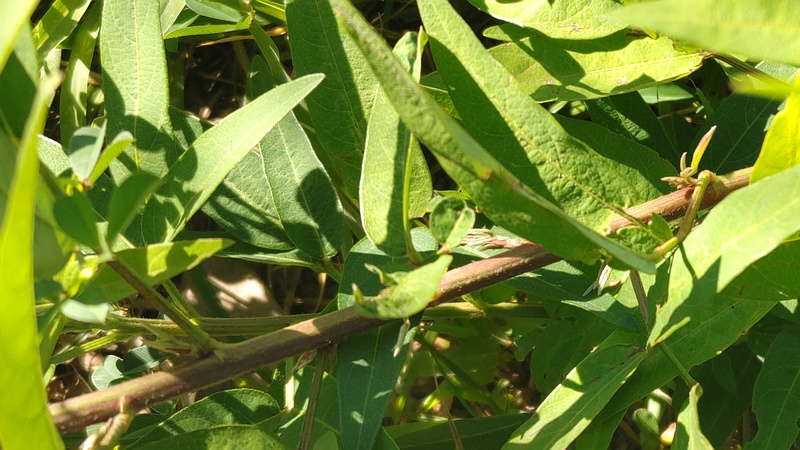 アレチヌスビトハギ 川崎市幸区さいわいふるさと公園